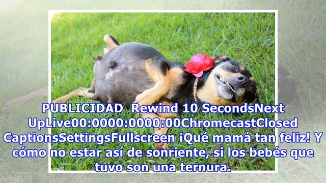 Estas Sesiones De Fotos De Perritas Embarazadas Derretirán Tu Corazón