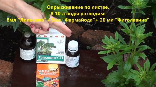 Китайская астра Хризантелла. Часть 2. Как защитить астру от заболеваний в открытом грунте.