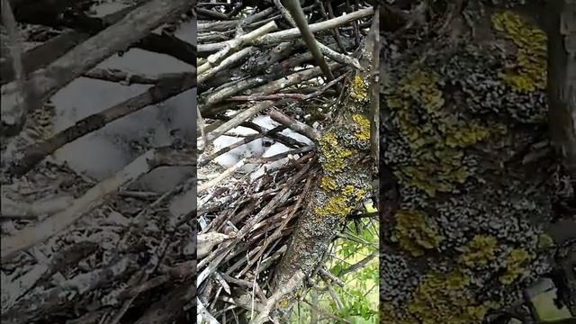 Наблюдение за птенцами Сокола Чиглока "пустельги" смотреть онлайн