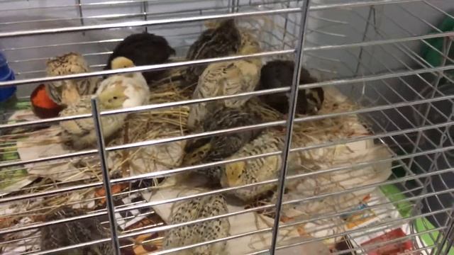 Перепела в квартире! Мы купили 12 штук смотреть онлайн