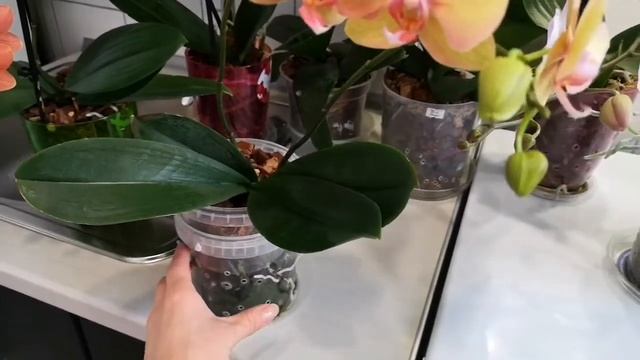 Орхидея Радуга Phal. Rainbow ? смотреть онлайн