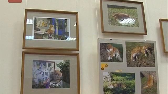 Знаменитый новгородский кот Рыжик Кремлёвский вновь стал героем фотовыставки смотреть онлайн