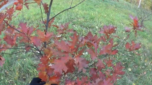 Красный дуб (red oak) смотреть онлайн