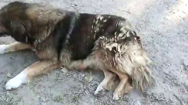 Испугалась до смерти. Черные котята смотреть онлайн