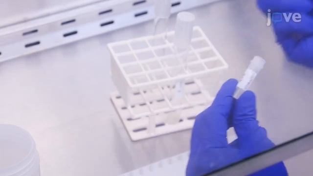 Rapid Image-Based Bacterial Virulence Assay Using Amoeba l Protocol Preview смотреть онлайн