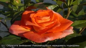 Роза Моника (Monica) — что это за срезочный сорт, описание