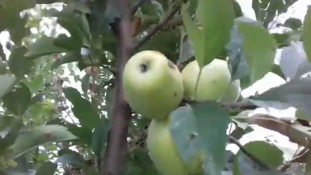 Сорт яблока "Кандиль Синап" смотреть онлайн