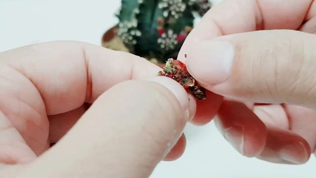 Gymnocalycium Cactus - Seeds Extraction