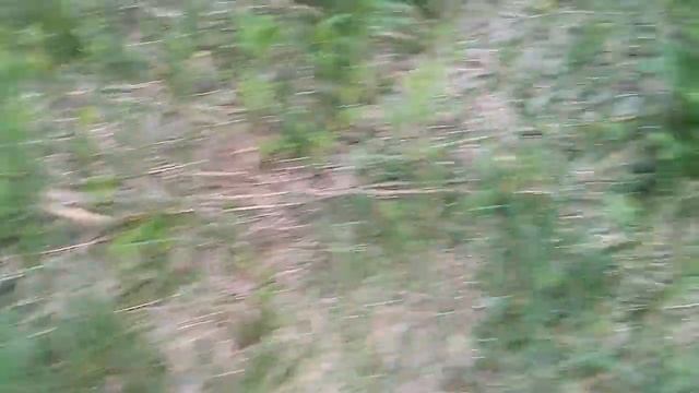 папоротник Орляк смотреть онлайн