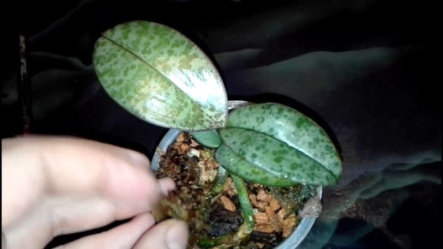 Фаленопсис филиппинский Phalaenopsis Philippinensis