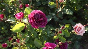 Роза Минерва и Мокароза - невероятное цветение, цвет приковывает взгляды к этим красавицам надолго!