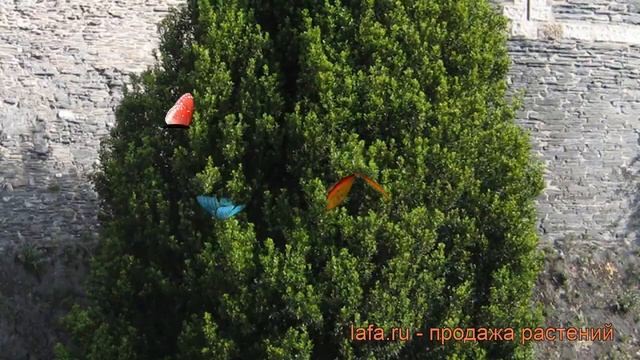 Тисс средний Хилли (boletus edilus) ? средний тисс Хилли обзор: как сажать, саженцы тисса Хилли смотреть онлайн