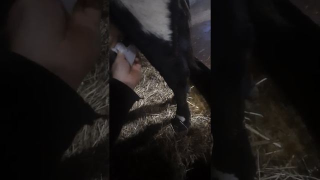 Запуск корови на сухостой !!Обовязково чи ні !!??? смотреть онлайн
