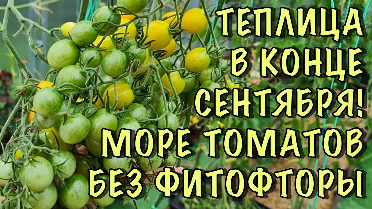 НЕТ ФИТОФТОРЫ даже В КОНЦЕ СЕНТЯБРЯ! СЕКРЕТЫ ухода за томатами ОСЕНЬЮ и УРОЖАЙ до ЗАМОРОЗКОВ смотреть онлайн