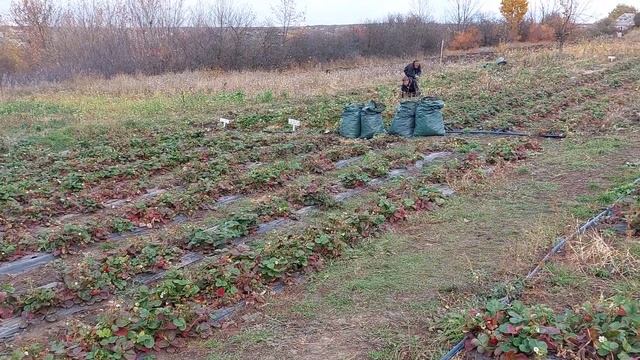 Эти фермеры забрали всю мою рассаду клубники...и немного о успешном построении фермерского хозяйств