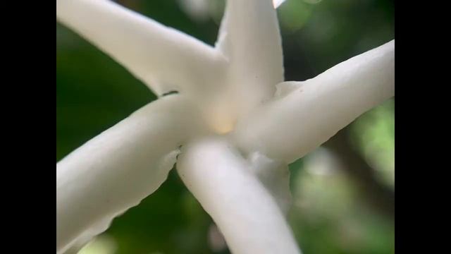 Tabernaemontana cerifera (Paper Gardenia) - December Must See смотреть онлайн