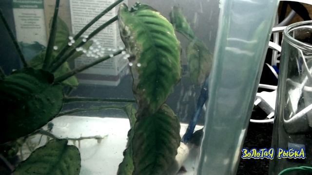 КОРИДОРАСЫ ОТНЕРЕСТИЛИСЬ | ИНКУБАЦИЯ ИКРЫ КОРИДОРАСОВ смотреть онлайн