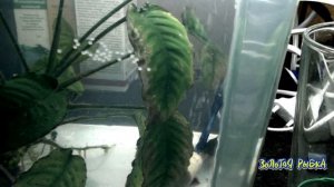 КОРИДОРАСЫ ОТНЕРЕСТИЛИСЬ | ИНКУБАЦИЯ ИКРЫ КОРИДОРАСОВ