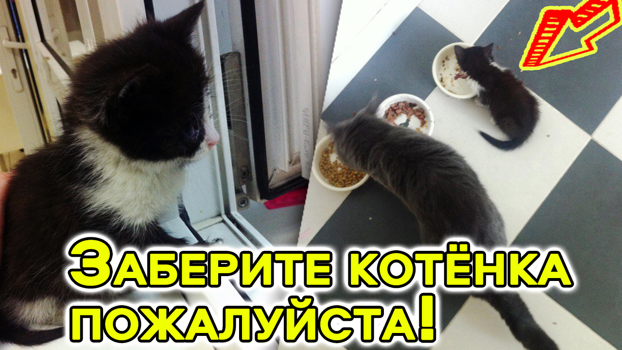 Мама-кошка вынесла из подвала котёнка и умоляла людей забрать единственного выжившего пушистика смотреть онлайн