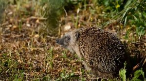 Звуки животных /Звуки Ёжика / Как разговаривает и какие звуки издаёт Ёжик