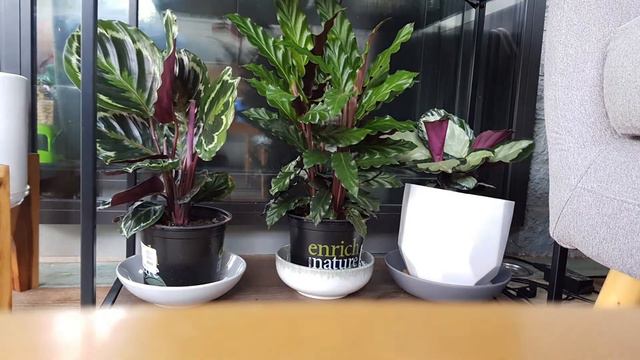 Calathea Timelapse смотреть онлайн