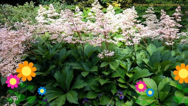 Роджерсия перистая. Краткий обзор, описание характеристик, где купить рассада Rodgersia Pinenata