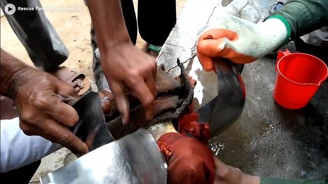 Curiosity nearly killed the cat who became trapped in a garbage kitchen sink. | Cat Stuck смотреть онлайн