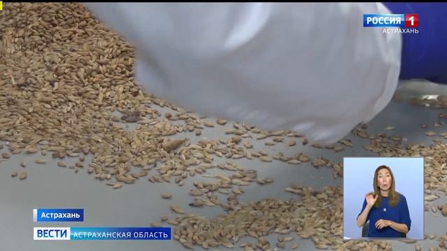 Более миллиона тонн экспортного зерна проверили в Астраханской области.mp4 смотреть онлайн