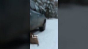 Незаконная охота на косулю