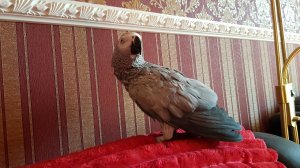 Попугай говорит на жаргоне Попугай матершинник Рико