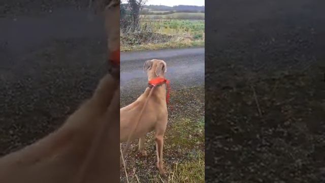 goldie 24 0243 001 смотреть онлайн