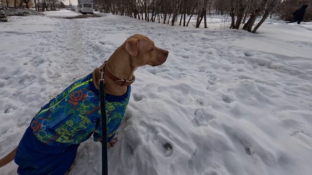 Питьуль-Лишна?? смотреть онлайн