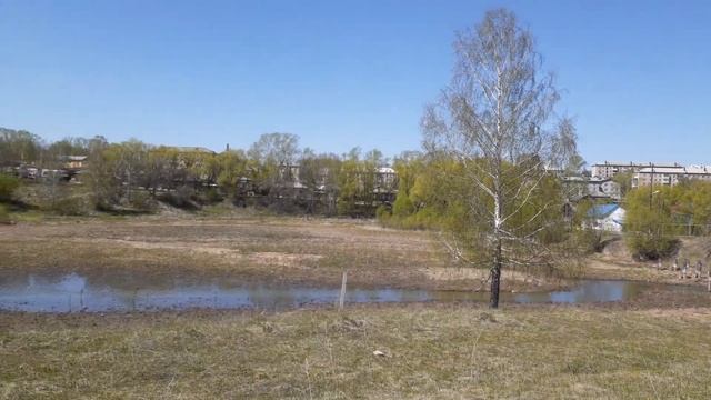 Цветущая берёза и маленький ручеёк в городе . смотреть онлайн