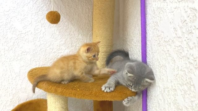 Little kittens learn to sharpen their claws and teeth смотреть онлайн