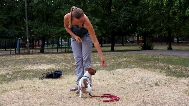 Особенности Дрессировки  джек рассела терьера. Как дрессировкать щенка джек расела