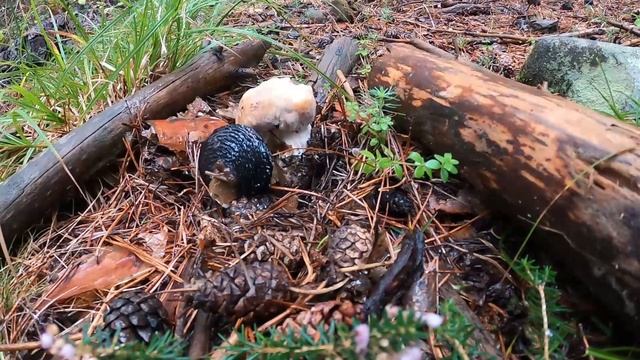 Boletus Edulis un día oscuro con lluvia de este mes смотреть онлайн