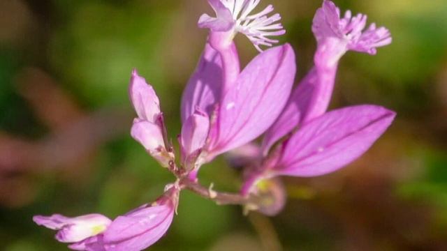 Дикорастущие растения в нашем питании. Истод сибирский. смотреть онлайн