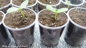 Арбузы и Дыни на грядке-термосе/Последствия ранних и дружных всходов