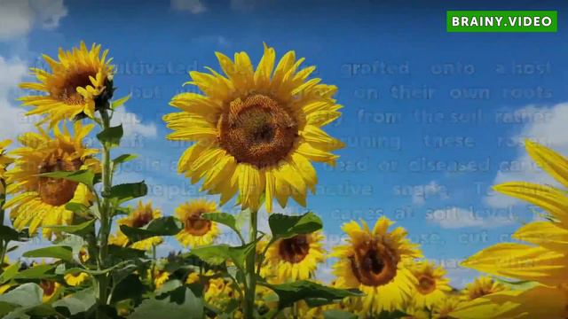 How to Prune Wild Roses смотреть онлайн