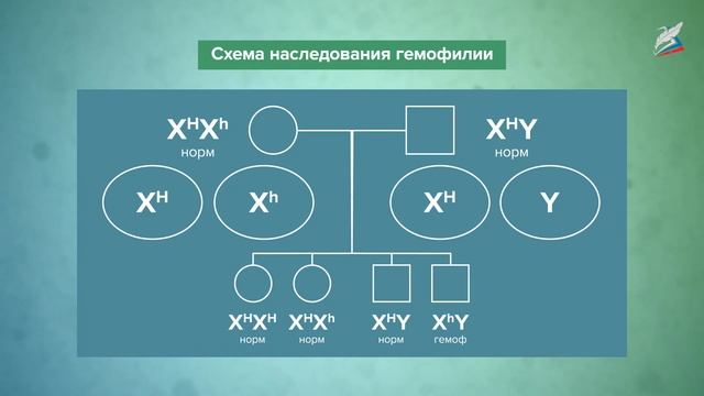 Хромосомная теория наследственности. Генетика пола смотреть онлайн