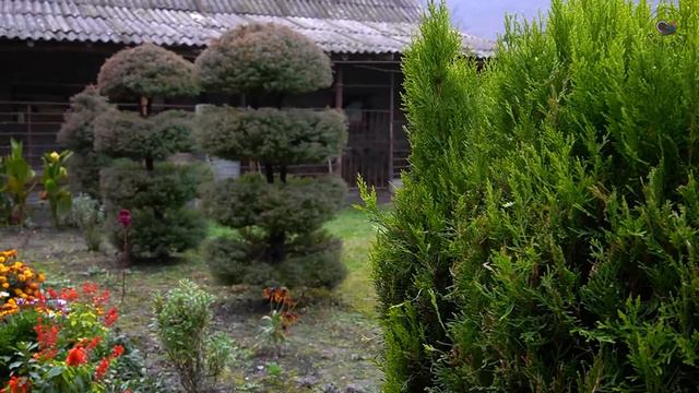 Необычная патока из хурмы Азербайджанская Кухня Деревенская Кухня Рецепты смотреть онлайн