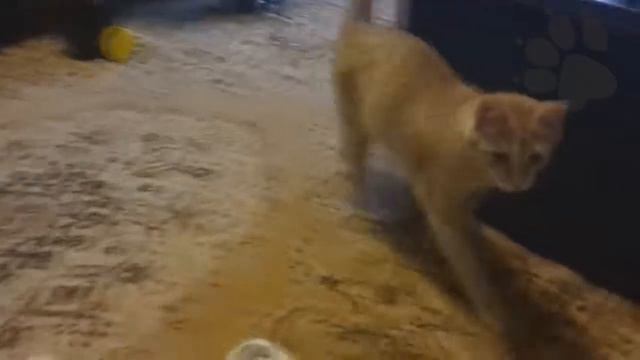 Кот и енот #коты #кошки #cats смотреть онлайн