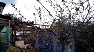 Плакучая вишня. Секрет садовода.