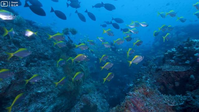 [NEW] 11HR Stunning 4K Underwater footage - Rare & Colorful Sea Life Video-Relaxing Sleep Music #77 смотреть онлайн