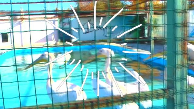 ЗООПАРК И ЖИВОТНЫЕ Гуляем и фотографируемся ВИДЕО ДЛЯ ДЕТЕЙ Лапотуша смотреть онлайн