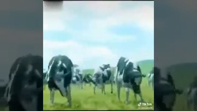 как эта корова называется? смотреть онлайн