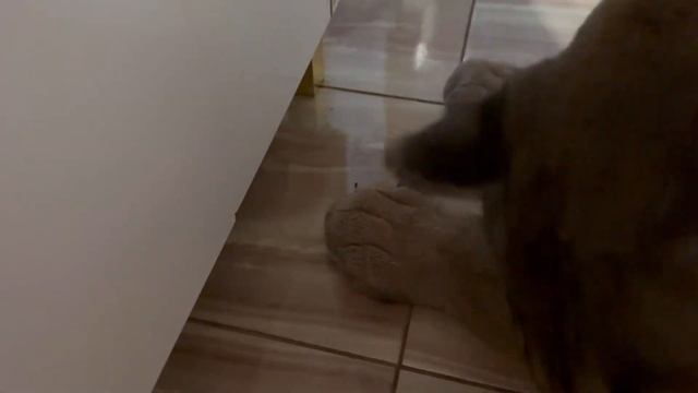 Пума Лондон устроил погром в туалетной комнате ? смотреть онлайн