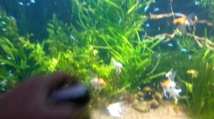 Скалярии и неоны в 1000 л. аквариуме