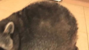 Прикол! Енот полощет вещи !