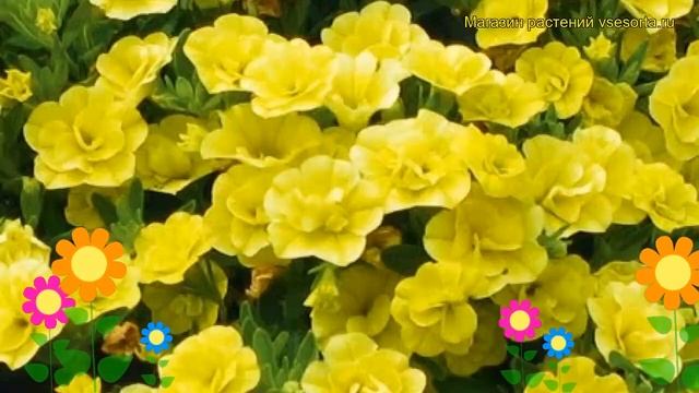 Калибрахоа Калита Дабл Йелу. Краткий обзор, описание характеристик Calita Double Yellow смотреть онлайн